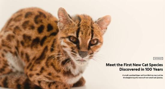 Rare New Cat Species Found in Bolivia’s Forests